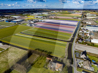 FEATURE - Der Frühling naht: Blumenfelder im niederländischen Lisse