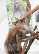 FEATURE - Geburt eines Stachelschweins im Brookfield Zoo von Chicago