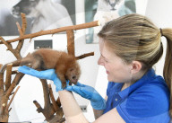 FEATURE - Geburt eines Stachelschweins im Brookfield Zoo von Chicago