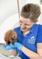 FEATURE - Geburt eines Stachelschweins im Brookfield Zoo von Chicago