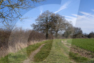 A great walk to a great pub: the Sun Inn, Dedham, Essex