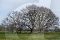 A great walk to a great pub: the Sun Inn, Dedham, Essex