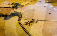 FEATURE - Bauern führen Pferde durch das golden schimmernde Wasser in Vietnam