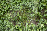 It’s trendy’: wild garlic foragers leave bad taste in mouth of Cornish residents