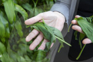It’s trendy’: wild garlic foragers leave bad taste in mouth of Cornish residents