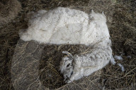 NEWS - Ukraine-Krieg: Tiere werden aus dem Ökopark in Charkiw zur Sicherheit nach Poltawa gebracht