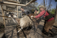 NEWS - Ukraine-Krieg: Tiere werden aus dem Ökopark in Charkiw zur Sicherheit nach Poltawa gebracht