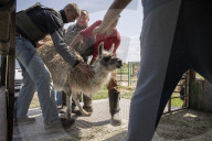NEWS - Ukraine-Krieg: Tiere werden aus dem Ökopark in Charkiw zur Sicherheit nach Poltawa gebracht