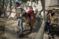 NEWS - Ukraine-Krieg: Tiere werden aus dem Ökopark in Charkiw zur Sicherheit nach Poltawa gebracht