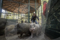 NEWS - Ukraine-Krieg: Tiere werden aus dem Ökopark in Charkiw zur Sicherheit nach Poltawa gebracht