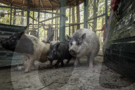 NEWS - Ukraine-Krieg: Tiere werden aus dem Ökopark in Charkiw zur Sicherheit nach Poltawa gebracht