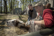 NEWS - Ukraine-Krieg: Tiere werden aus dem Ökopark in Charkiw zur Sicherheit nach Poltawa gebracht