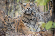 FEATURE - Komm kuscheln: Eine Tigermutter mit ihrem Nachwuchs im indischen Dschungel