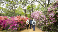 Isabella Plantation in Richmond Park, London.
