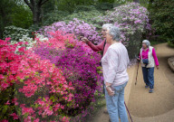 Isabella Plantation in Richmond Park, London.