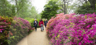 Isabella Plantation in Richmond Park, London.