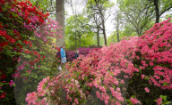 Isabella Plantation in Richmond Park, London.