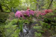 Isabella Plantation in Richmond Park, London.