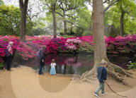 Isabella Plantation in Richmond Park, London.