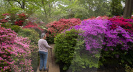 Isabella Plantation in Richmond Park, London.