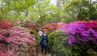 Isabella Plantation in Richmond Park, London.