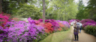 Isabella Plantation in Richmond Park, London.
