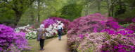 Isabella Plantation in Richmond Park, London.