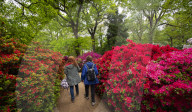 Isabella Plantation in Richmond Park, London.