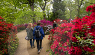 Isabella Plantation in Richmond Park, London.