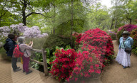 Isabella Plantation in Richmond Park, London.