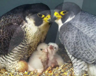 FEATURE - Nachwuchs bei den Wanderfalken: Vogelmutter füttert ihre frisch geschlüpften Küken