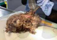 Hedgehog stuck in a glue trap
