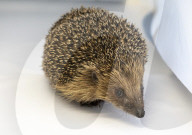 Hedgehog stuck in a glue trap
