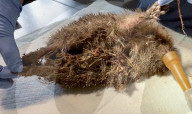 Hedgehog stuck in a glue trap