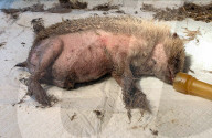 Hedgehog stuck in a glue trap