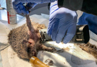 Hedgehog stuck in a glue trap