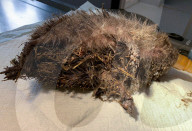 Hedgehog stuck in a glue trap