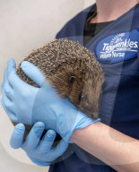 Hedgehog stuck in a glue trap