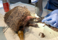 Hedgehog stuck in a glue trap