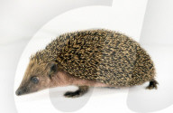 Hedgehog stuck in a glue trap