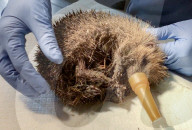 Hedgehog stuck in a glue trap