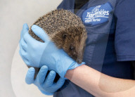 Hedgehog stuck in a glue trap