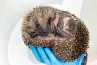 Hedgehog stuck in a glue trap