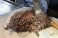 Hedgehog stuck in a glue trap