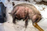 Hedgehog stuck in a glue trap