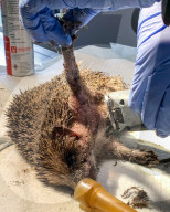 Hedgehog stuck in a glue trap