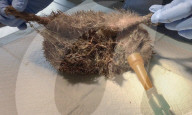 Hedgehog stuck in a glue trap