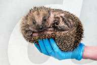 Hedgehog stuck in a glue trap