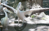 Hot weather in London, St James’s Park, London, UK.Hot weather in Londons St Jamess Park
