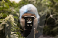 Inside one of the first licensed medical cannabis labs in Britain.